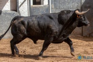 Madrid - Novillada picada - Domingo 1 de julio de 2018