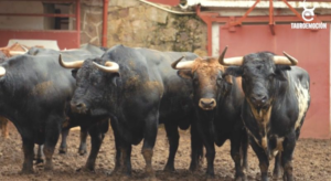 Soria - Corrida de toros - Domingo 1 de julio de 2018