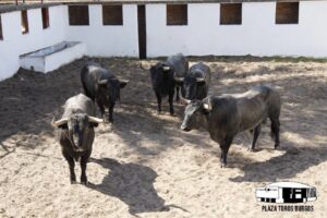 Burgos - Corrida de toros - Domingo 1 de julio de 2018