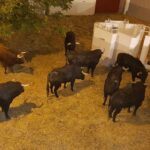 Novillos de Ganadería de Pincha en los corrales de la Ganadería de Pincha.