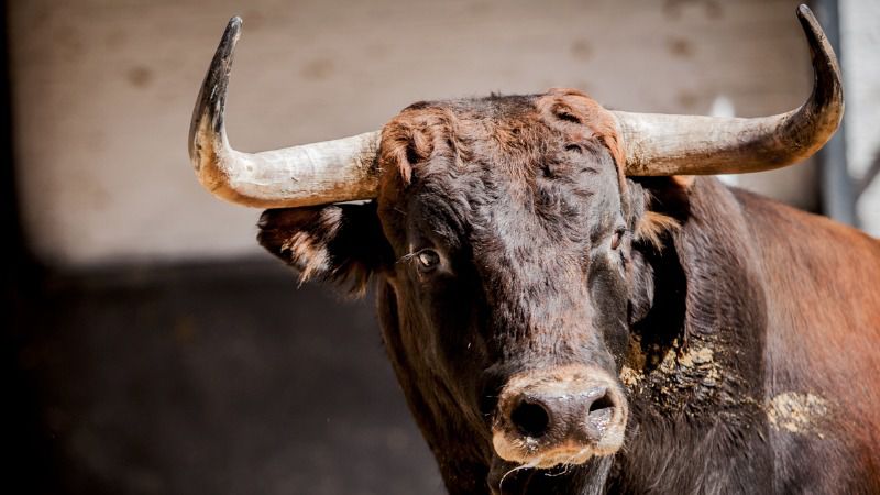 Juguetón, de Guadajira, abre la novillada de Las Ventas