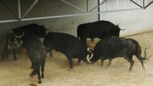 Pamplona - Toros del Puerto de San Lorenzo para el 7 de junio de 2018