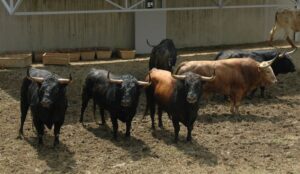 Pamplona - Toros del Fuente Ymbro para el 10 de julio de 2018
