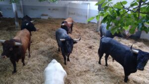 Sorteo, Pamplona 14 de julio 2018