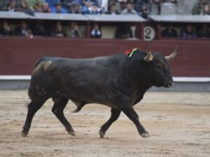 Chaparrito, de Adolfo Martín