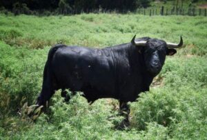 Novillo de Dos Hermanas