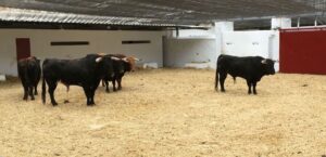 Valencia - Feria de Julio - Novillada picada - Domingo 22 de julio de 2018