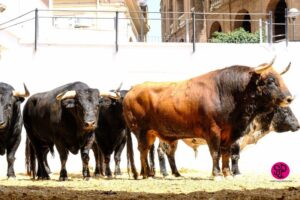 Sorteo, Valencia 28 de julio de 2018