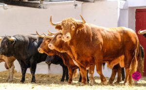 Sorteo, Valencia 29 de julio de 2018