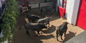 Sorteo Azpeitia, 29 de julio de 2018. Toros de Ana Romero