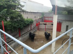 Azpeitia, martes 31 de julio. Toros de Hijos de Celestino Cuadri