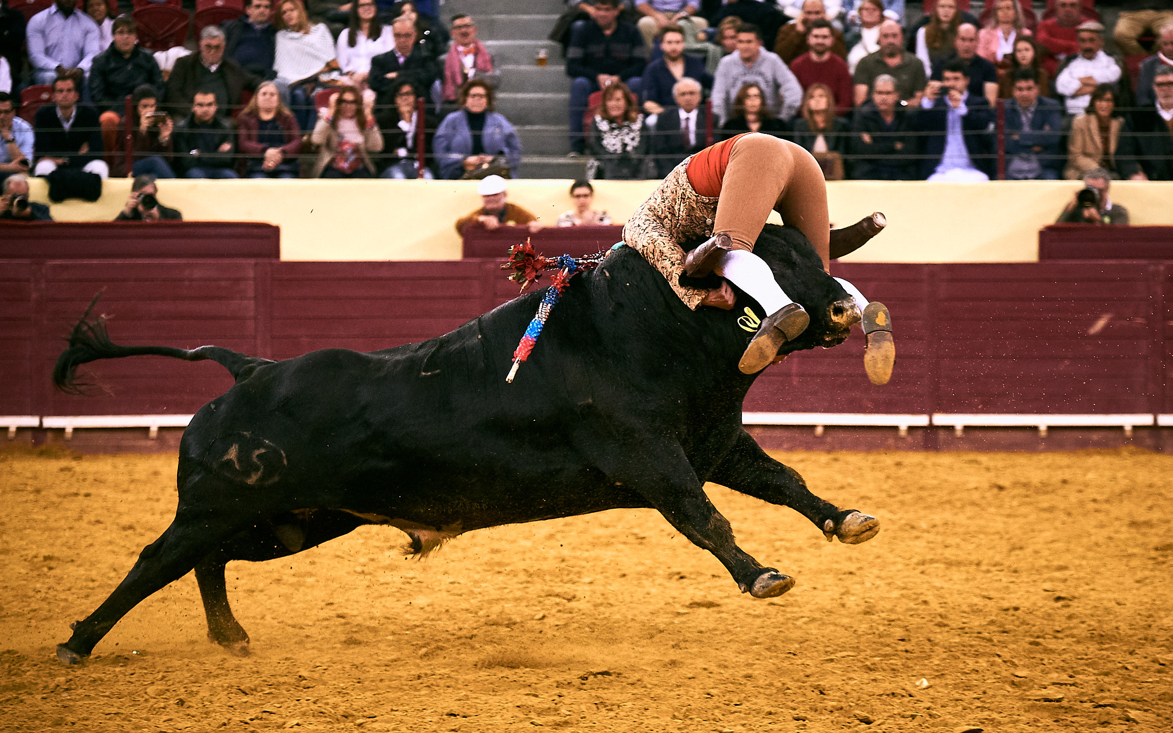 Las mentiras del Partido Antitaurino Portugués