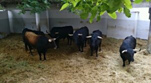 Toros de Victoriano del Río en los corrales de Pamplona