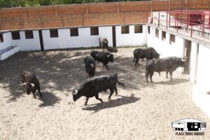 Burgos, 2 de julio de 2018. Toros de Román Sorando en los corrales