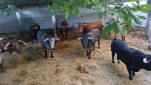 Toros de Cebada Gago en los corrales de Pamplona