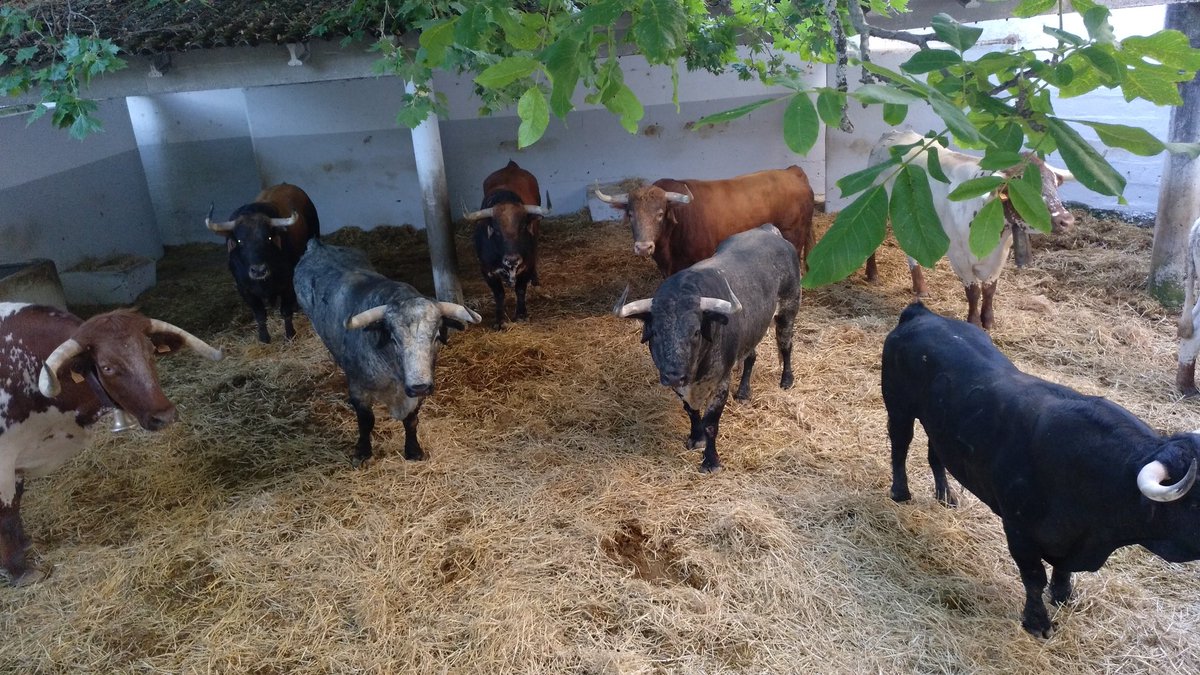 Toros de Cebada Gago en los corrales de Pamplona