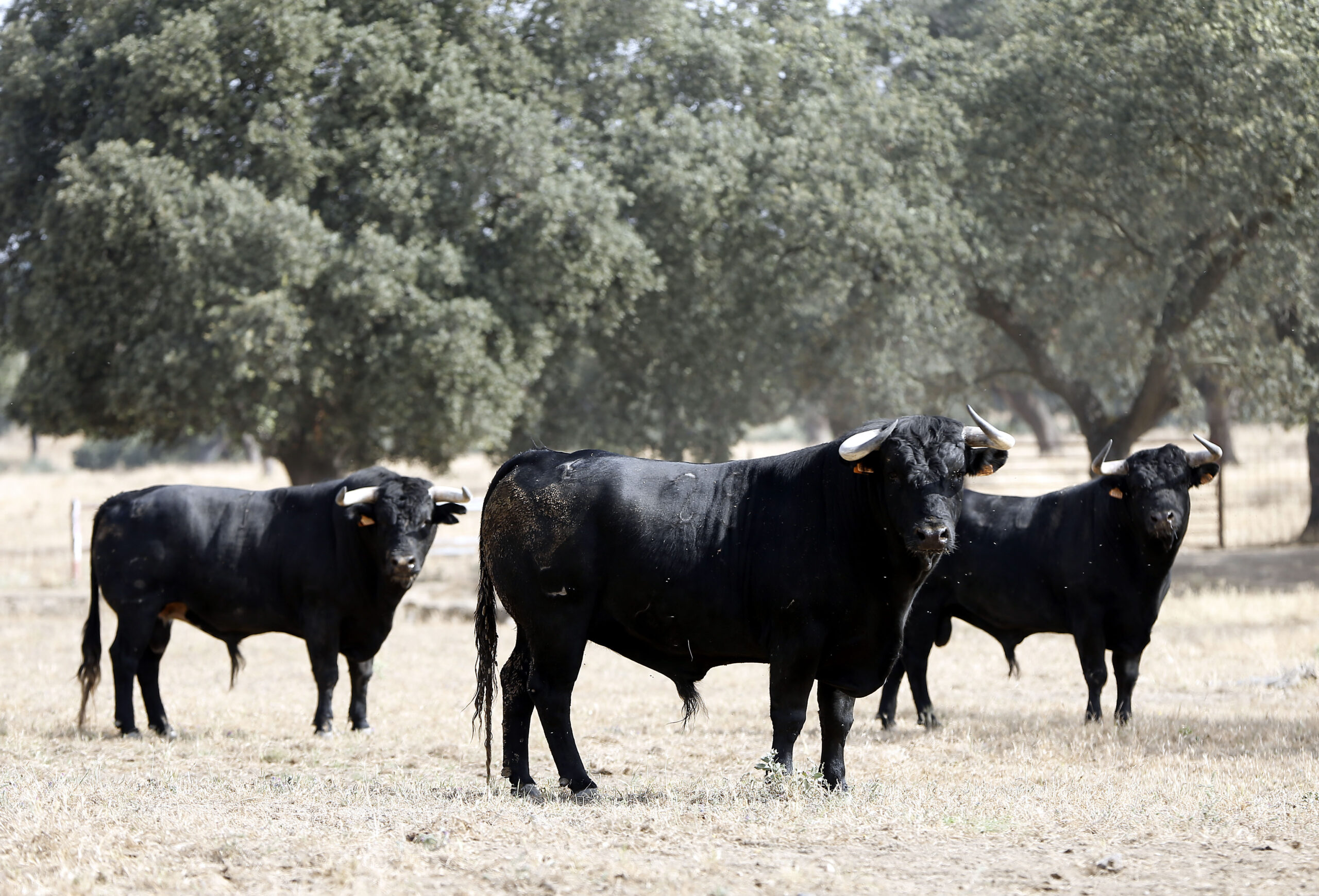 Los Espartales, haciendo historia
