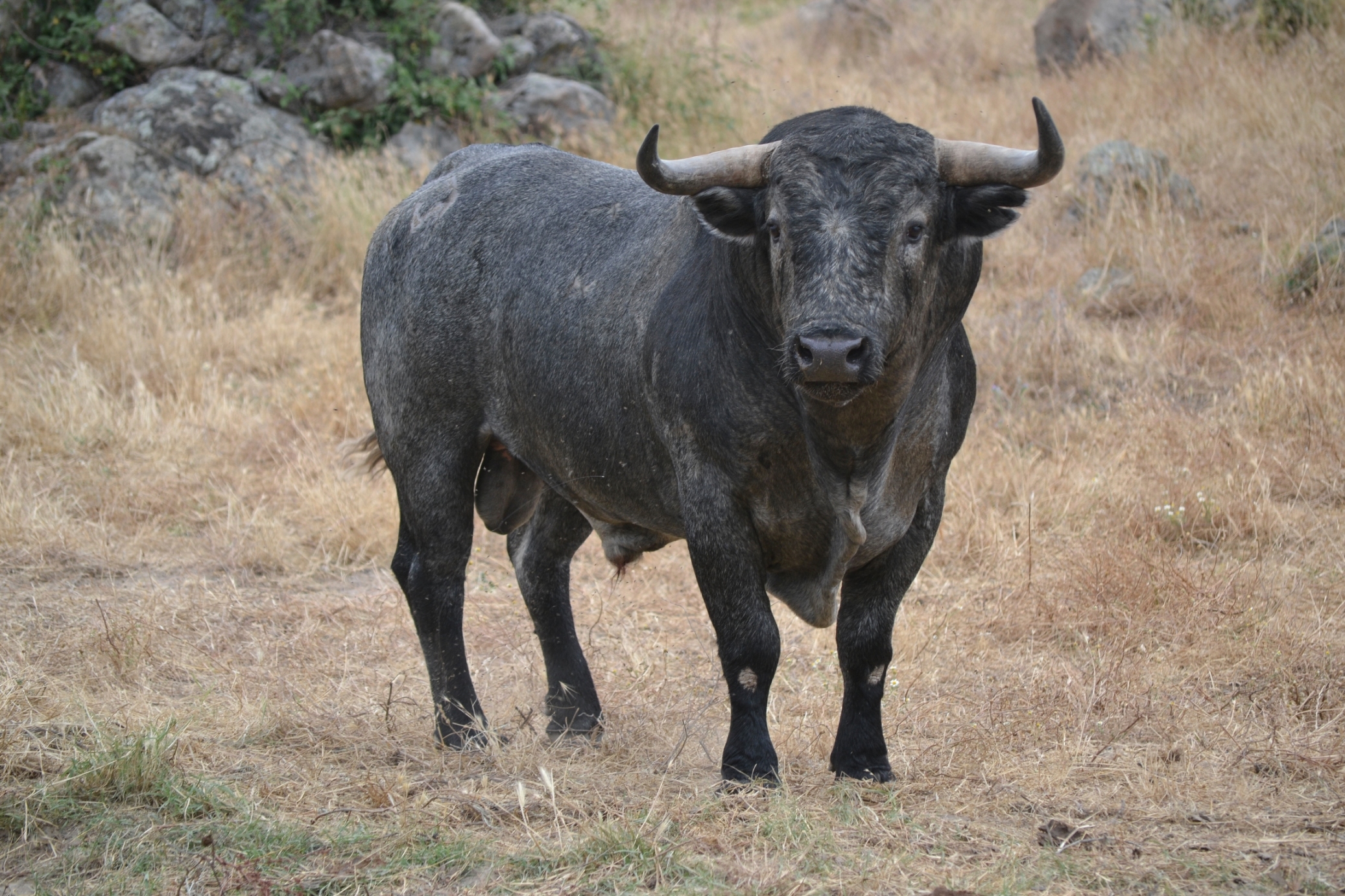 Los toros de Adolfo Martín para Huesca