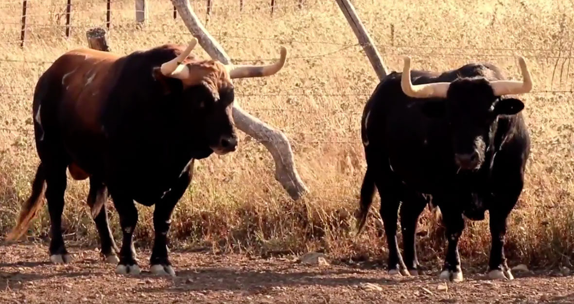 Victorino, Torrestrella y Cuvillo: sus toros para Bilbao