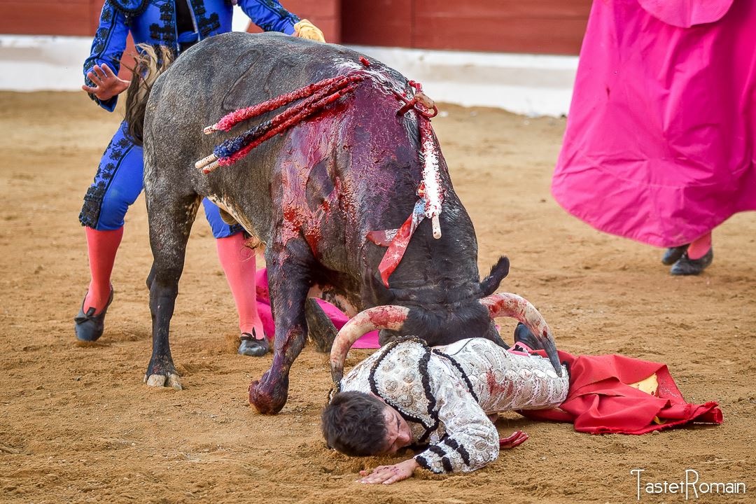El Adoureño, cornada de 20 cm. en el escroto
