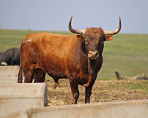 Toro de Miura reseñado para Pamplona.