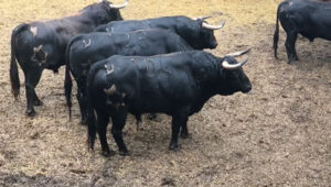 Sorteo, Santander 28 de julio de 2018