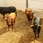 Málaga - Corrida de toros - Sorteo - Domingo 12 de agosto de 2018