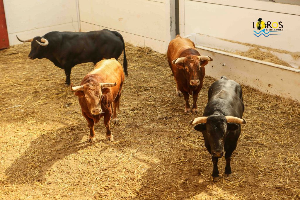 Málaga - Corrida de toros - Sorteo - Domingo 12 de agosto de 2018