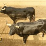 Málaga - Corrida de toros - Sorteo - Domingo 12 de agosto de 2018