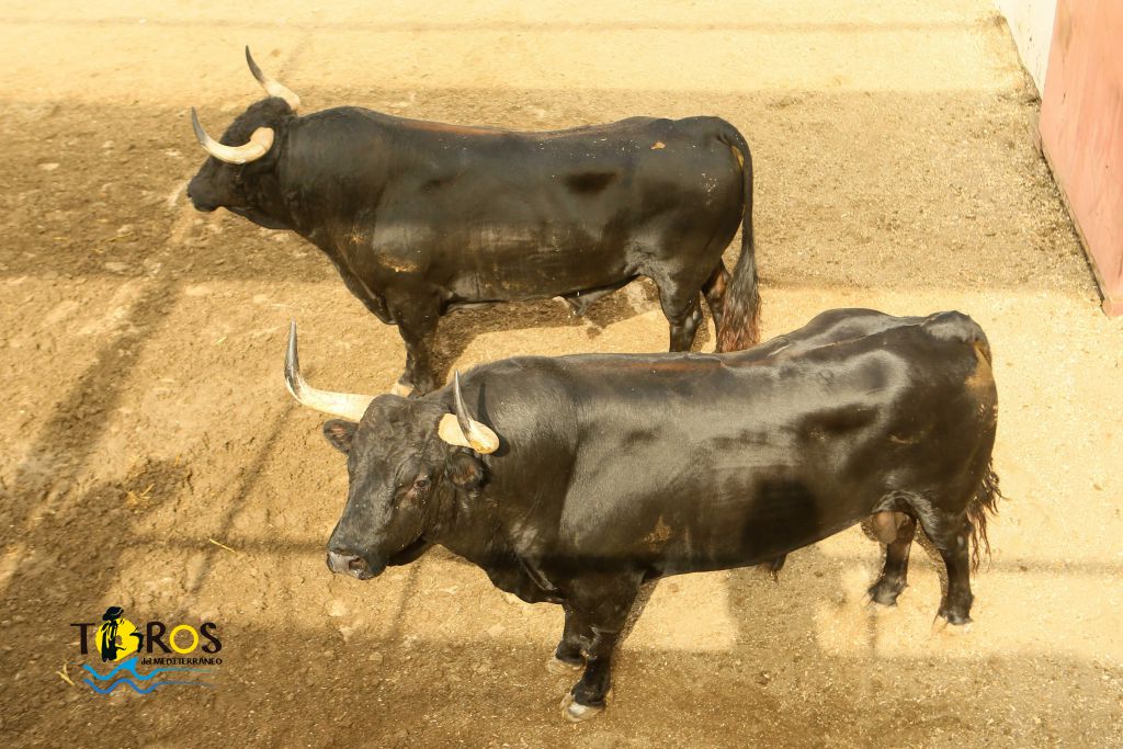 Málaga - Corrida de toros - Sorteo - Domingo 12 de agosto de 2018