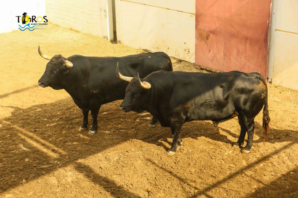 Málaga - Corrida de toros - Sorteo - Domingo 12 de agosto de 2018