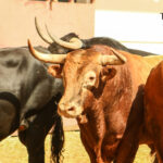 Málaga - Corrida de toros - Sorteo - Domingo 12 de agosto de 2018