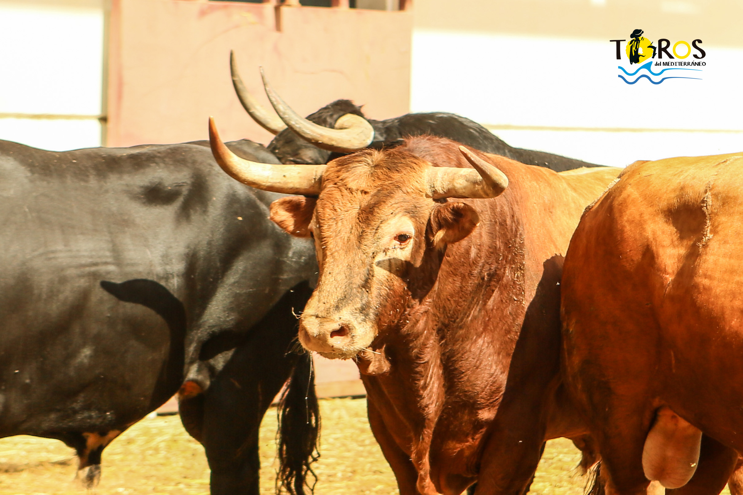 Málaga - Corrida de toros - Sorteo - Domingo 12 de agosto de 2018