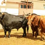 Málaga - Corrida de toros - Sorteo - Domingo 12 de agosto de 2018