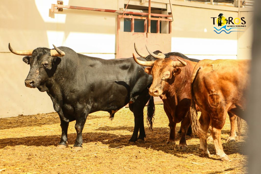 Málaga - Corrida de toros - Sorteo - Domingo 12 de agosto de 2018