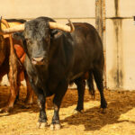 Málaga - Corrida de toros - Sorteo - Domingo 12 de agosto de 2018