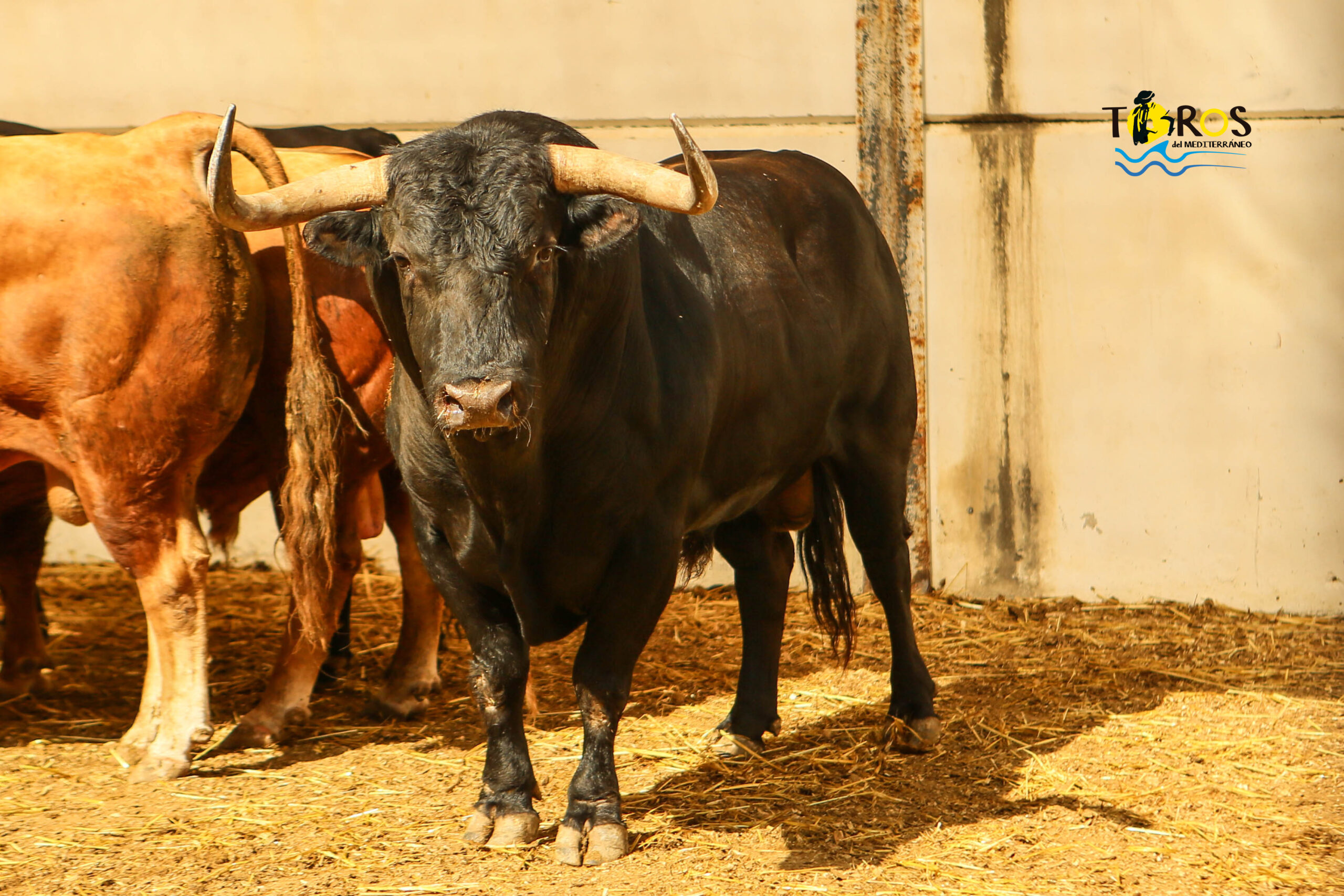 Málaga - Corrida de toros - Sorteo - Domingo 12 de agosto de 2018