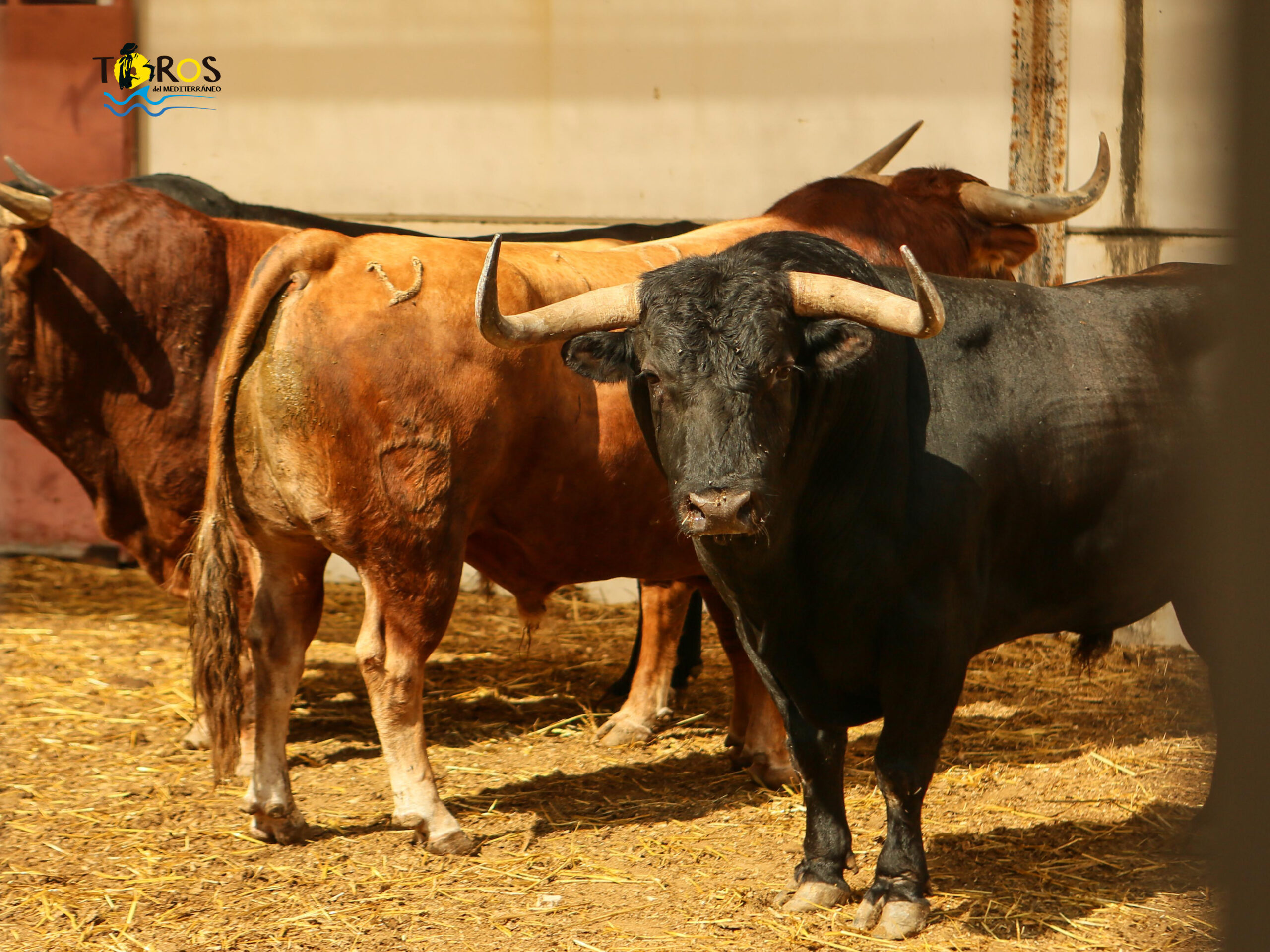 Málaga - Corrida de toros - Sorteo - Domingo 12 de agosto de 2018