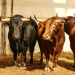 Málaga - Corrida de toros - Sorteo - Domingo 12 de agosto de 2018