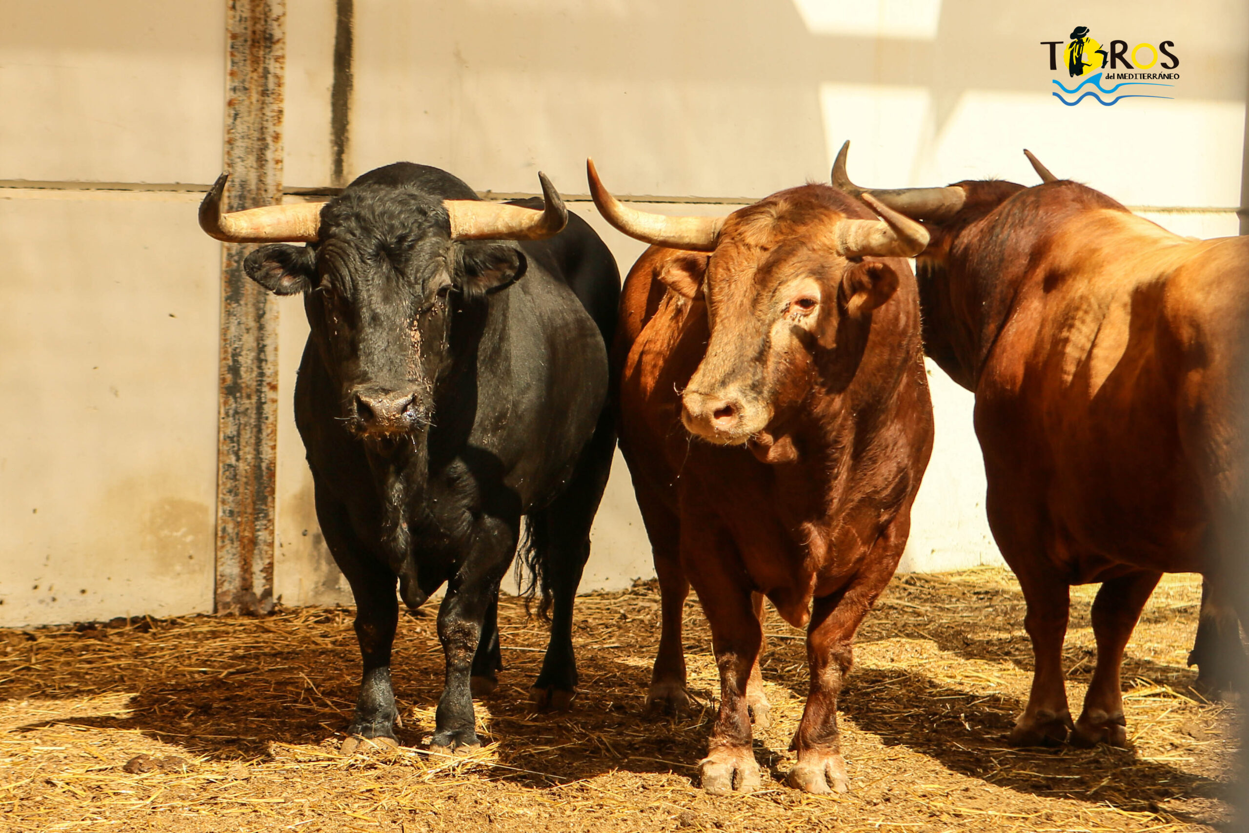 Málaga - Corrida de toros - Sorteo - Domingo 12 de agosto de 2018