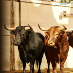 Málaga - Corrida de toros - Sorteo - Domingo 12 de agosto de 2018