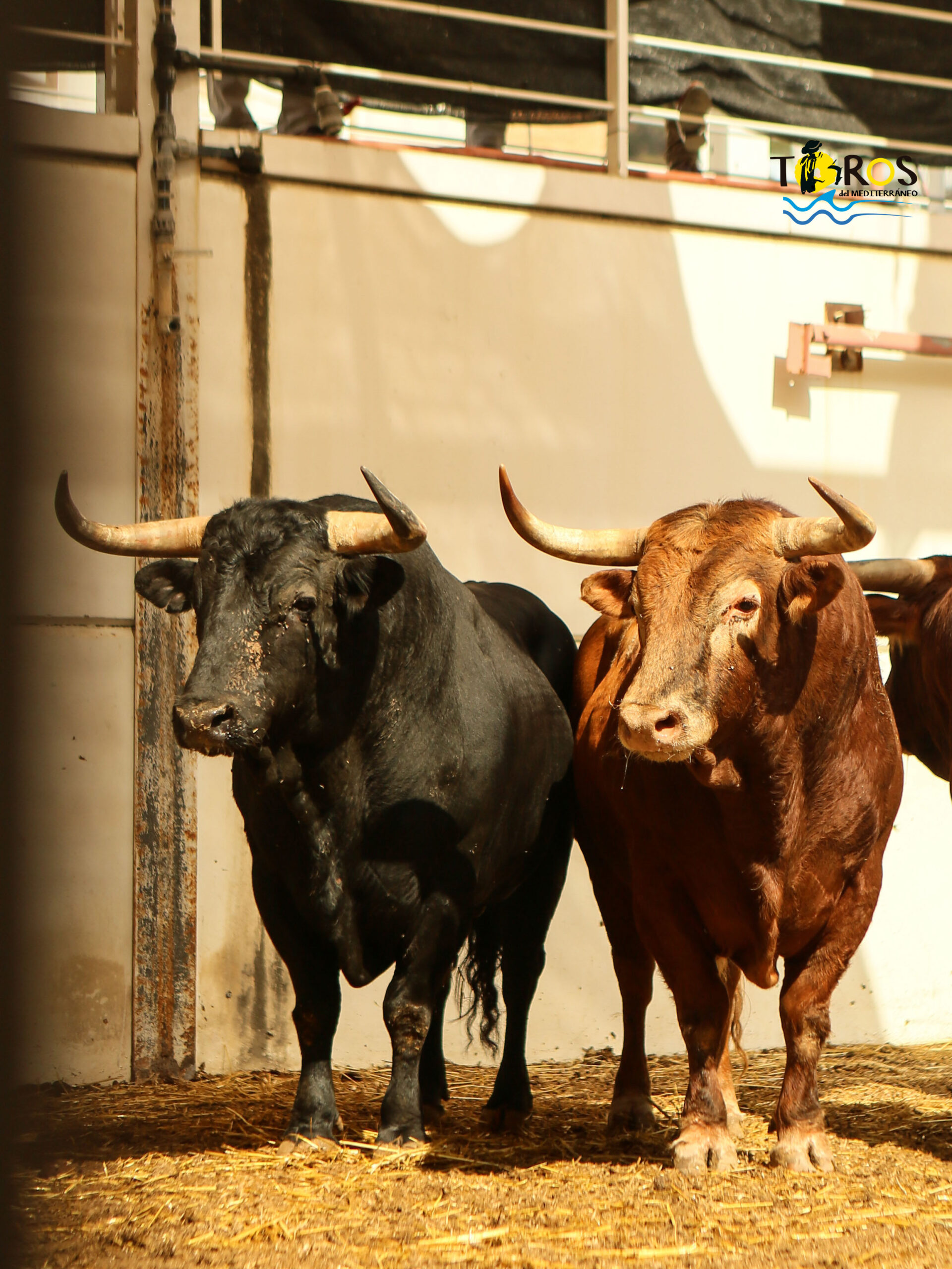 Málaga - Corrida de toros - Sorteo - Domingo 12 de agosto de 2018