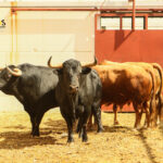 Málaga - Corrida de toros - Sorteo - Domingo 12 de agosto de 2018