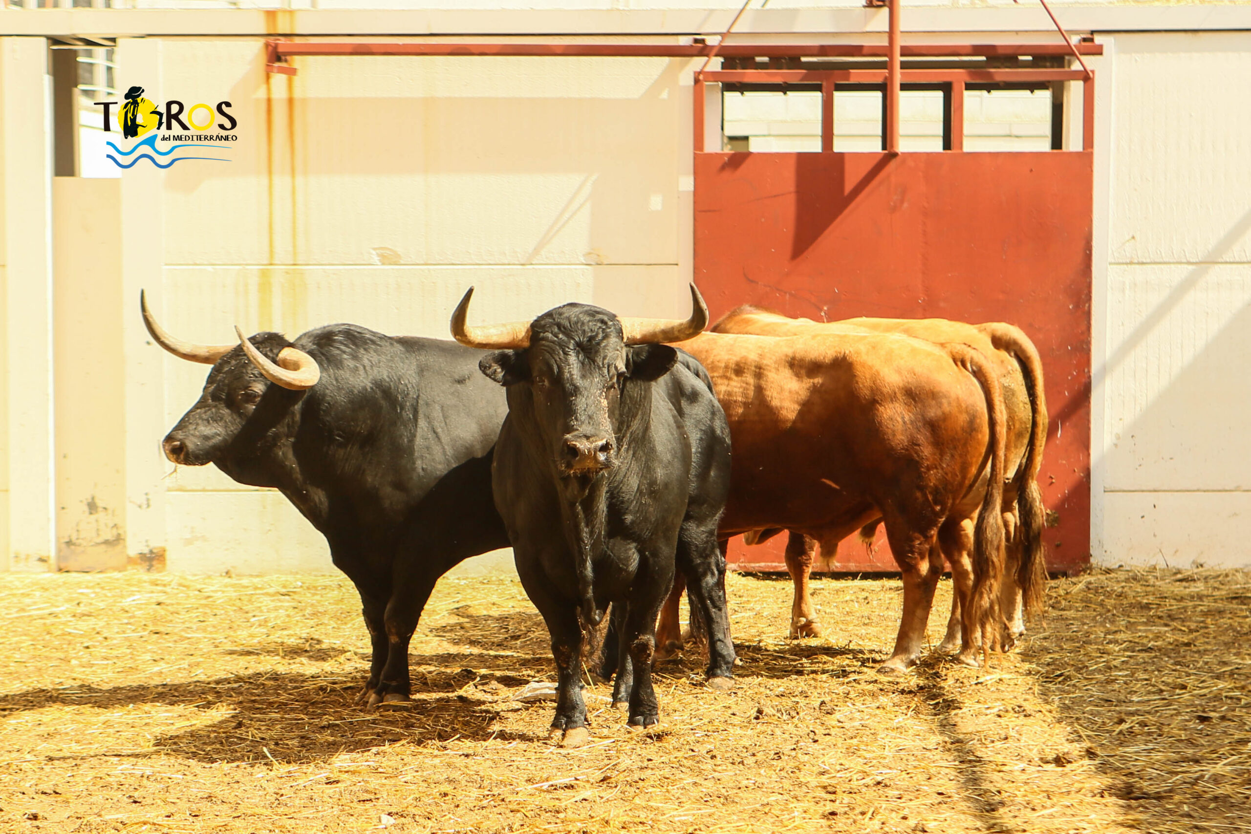 Málaga - Corrida de toros - Sorteo - Domingo 12 de agosto de 2018