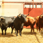 Málaga - Corrida de toros - Sorteo - Domingo 12 de agosto de 2018