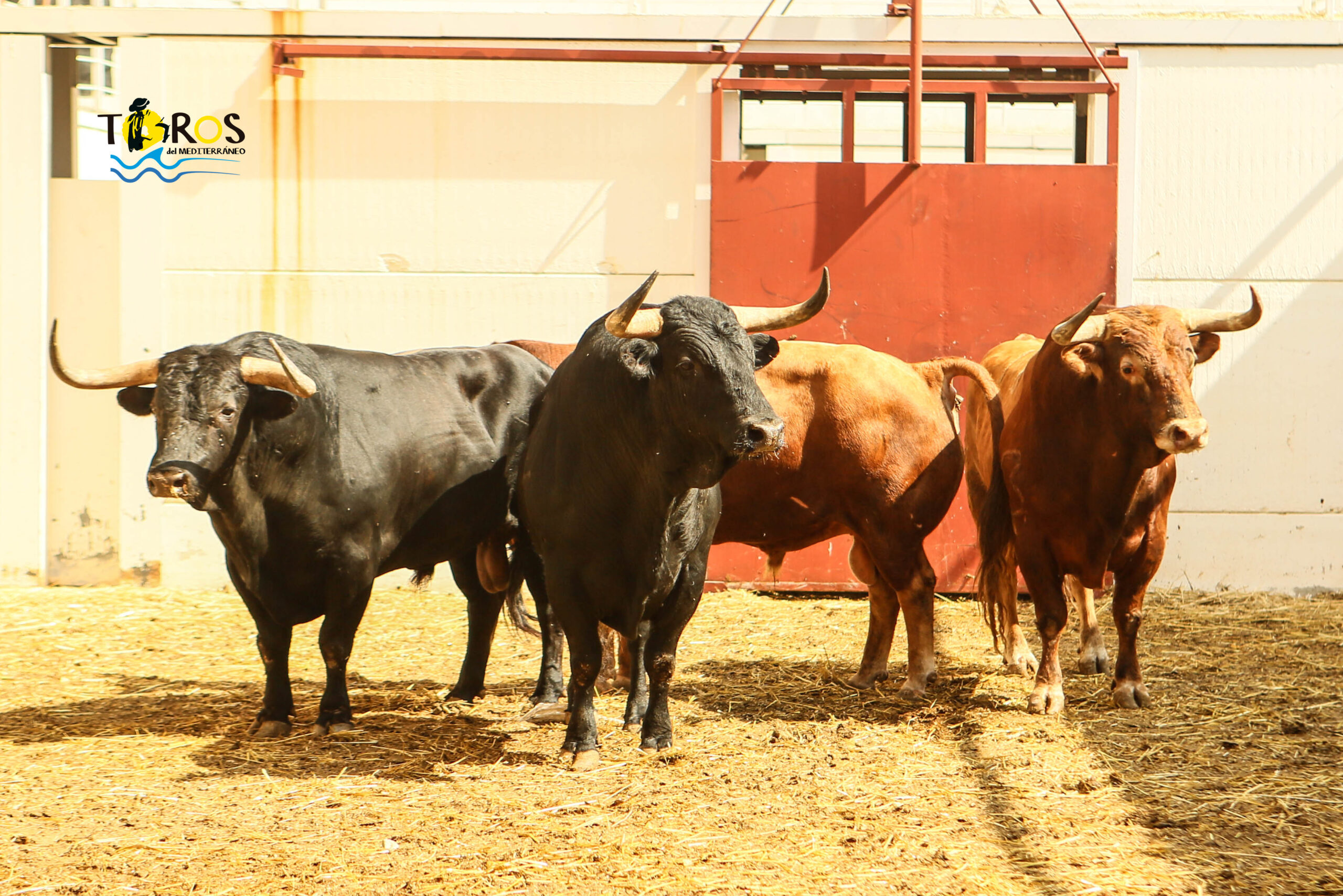 Málaga - Corrida de toros - Sorteo - Domingo 12 de agosto de 2018