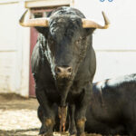 Toros de Fuente Ymbro para Málaga. 14 de agosto de 2018.