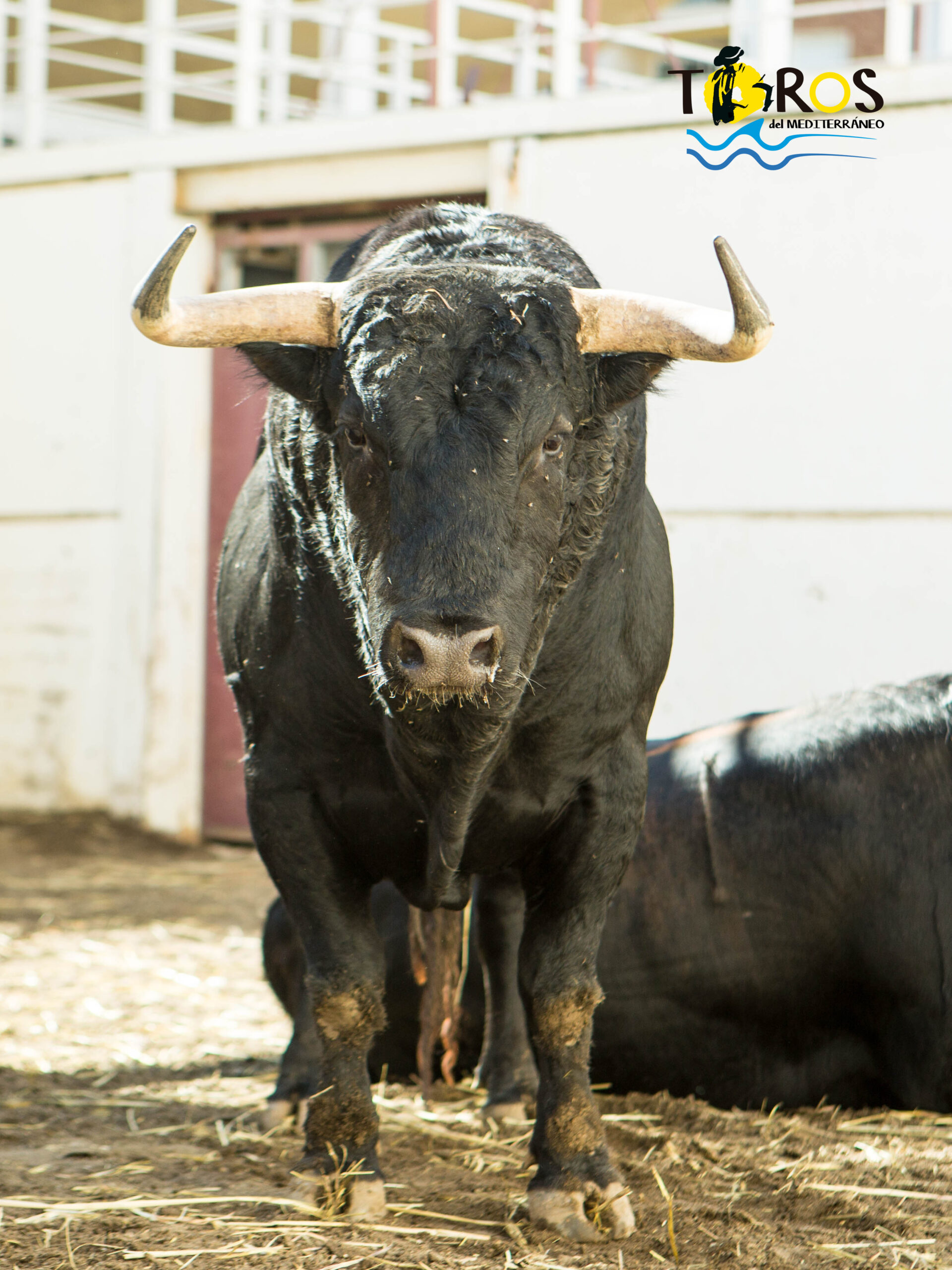 Toros de Fuente Ymbro para Málaga. 14 de agosto de 2018.