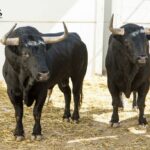 Toros de Fuente Ymbro para Málaga. 14 de agosto de 2018.
