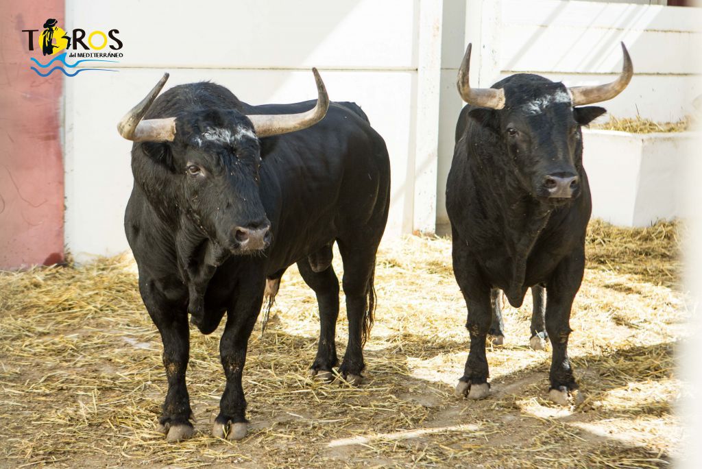 Toros de Fuente Ymbro para Málaga. 14 de agosto de 2018.